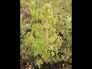 Impateinte du Cap (Impatiens capensis)_6
