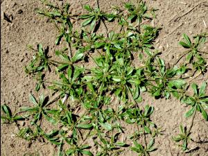 Mollugine verticillée (Mollugo verticillata)_1