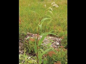 Renouée feuilles patience(Persicaria lapathifolia)_5