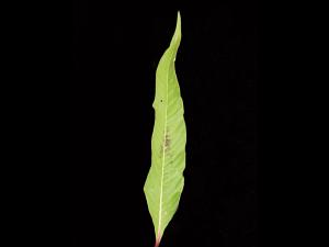 Renouée feuilles patience(Persicaria lapathifolia)_6