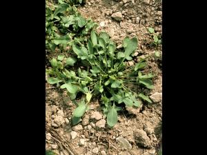 Petite oseille (Rumex acetosella)_5