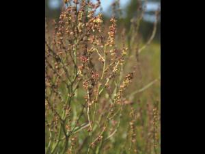 Petite oseille (Rumex acetosella)_11