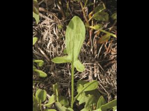 Petite oseille (Rumex acetosella)_16