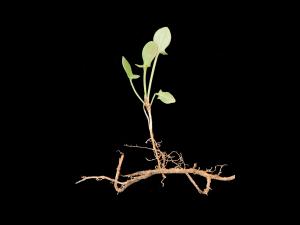 Petite oseille (Rumex acetosella)_19