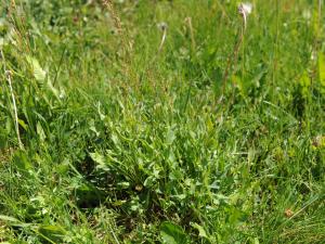 Petite oseille (Rumex acetosella)_25