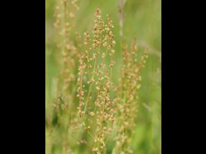 Petite oseille (Rumex acetosella)_26