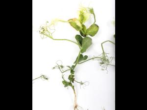 Pois - atrazine (5)_2