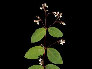 Apocyn feuilles androsème(Apocynum androsaemifolium)_1