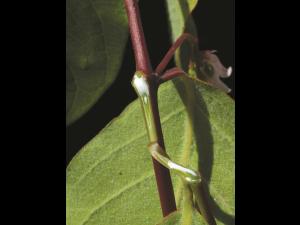 Apocyn feuilles androsème(Apocynum androsaemifolium)_2
