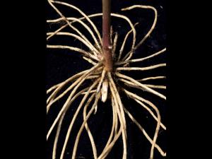 Aster ombelles(Doellingeria umbellata)_1