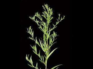 Aster simple(Symphyotrichum lanceolatum)_2