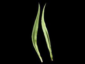 Aster simple(Symphyotrichum lanceolatum)_7