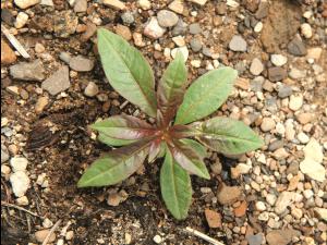 Épilobe feuilles étroite (Chamaenerion angustifolium)_7