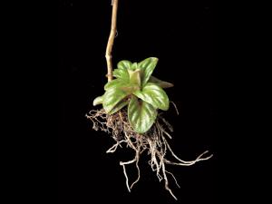 Épilobe glanduleux (Epilobium ciliatum subsp. glandulosum)_7