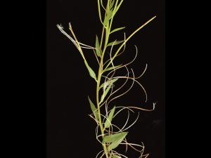 Épilobe glanduleux (Epilobium ciliatum subsp. glandulosum)_8