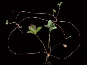 Fraisier glauque (Fragaria virginiana)_8