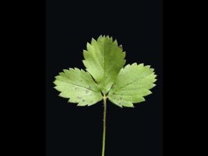 Fraisier glauque (Fragaria virginiana)_9