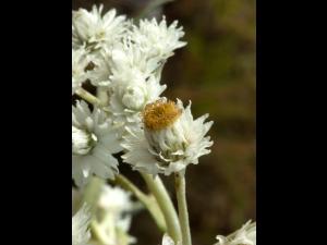 Immortelle blanche (Anaphalis margaritacea)_7