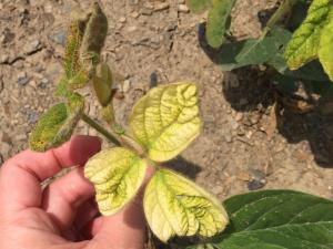 Soya - mésotrione (27)_2