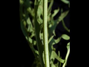 Liondent automne (Leontodon autumnalis)_3