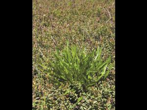 Liondent automne (Leontodon autumnalis)_4