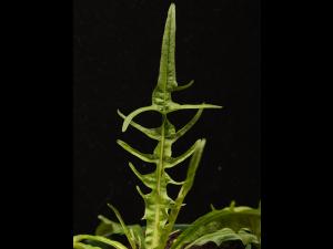 Liondent automne (Leontodon autumnalis)_16