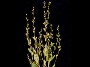 Lobélie gonflée (Lobelia inflata)_3