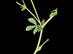 Lotier corniculé (Lotus corniculatus)_4