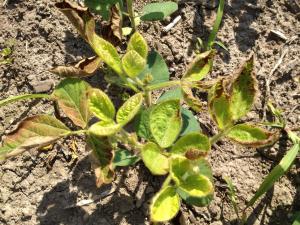 Soya - mésotrione (27)_5