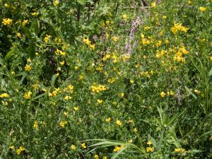 Lotier corniculé (Lotus corniculatus)_8
