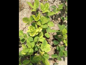 Soya - mésotrione (27)_6