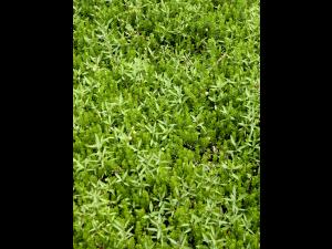 Lycope une fleur (Lycopus uniflorus)_1