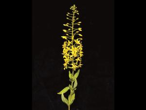 Lysimaque terrestre (Lysimachia terrestris)_3
