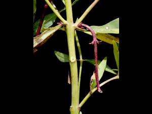 Lysimaque terrestre (Lysimachia terrestris)_8