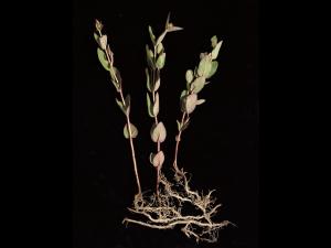 Millepertuis Fraser (Hypericum fraseri)_5