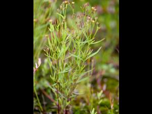 Millepertuis Canada (Hypericum canadense)_2