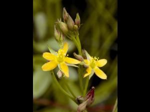 Millepertuis Canada (Hypericum canadense)_3