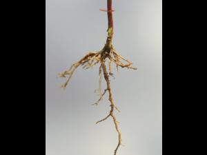 Millepertuis majeur (Hypericum majus)_2