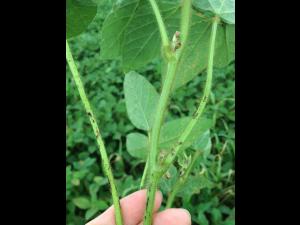 Soya - fomésafène (14)_11