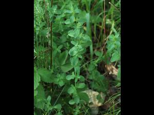 Millepertuis commun (Hypericum perforatum)_10