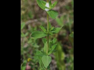 Millepertuis commun (Hypericum perforatum)_11