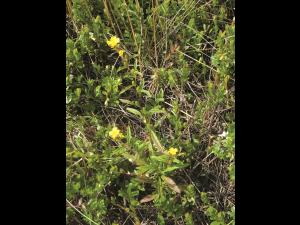 Onagre vivace (Oenothera perennis)_1