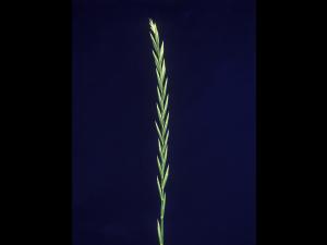Chiendent(Elymus repens)_1