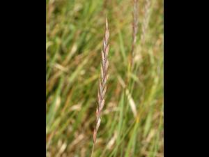 Chiendent(Elymus repens)_13