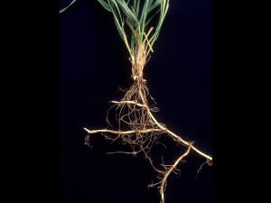 Chiendent(Elymus repens)_15