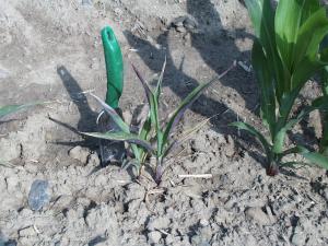 Maïs grain et fourrager - herbicide (2)_2