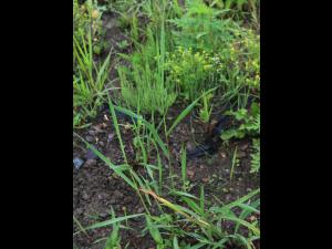 Chiendent(Elymus repens)_19