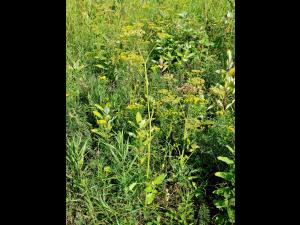 Panais sauvage (Pastinaca sativa)_6