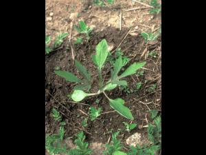 Grande herbe à poux (Ambrosia trifida)_10