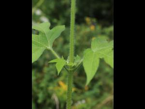 Grande herbe à poux (Ambrosia trifida)_15